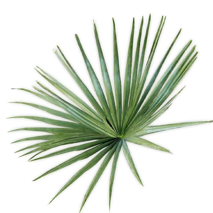 Saw palmetto - složení UltraMax Testo Enhancer